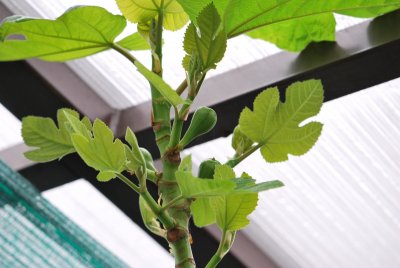 Ficus carica 'Brown Turkey'- fíkovník smokvoň - plody a listy